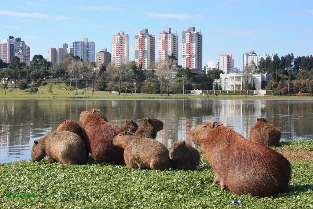 Parque Barigui_Capivaras