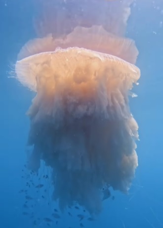 agua viva gigante