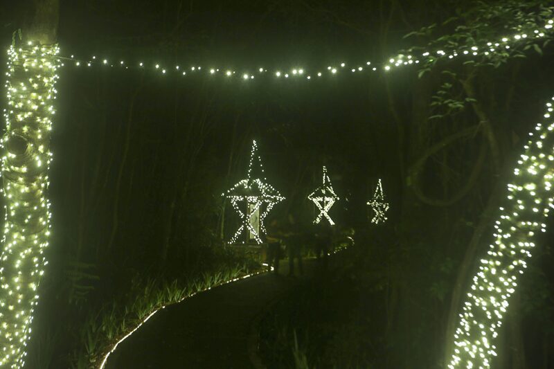 bosque6