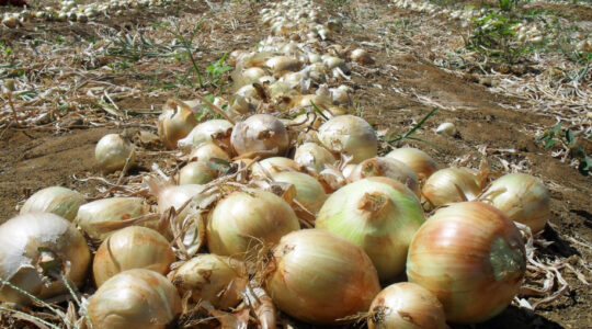 cebola
