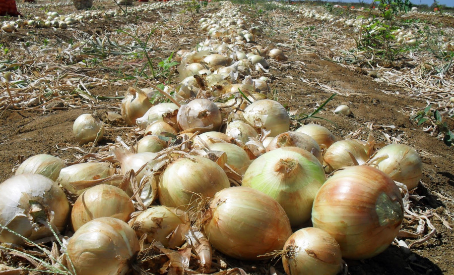 cebola