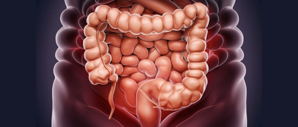 colon-8804708_1280