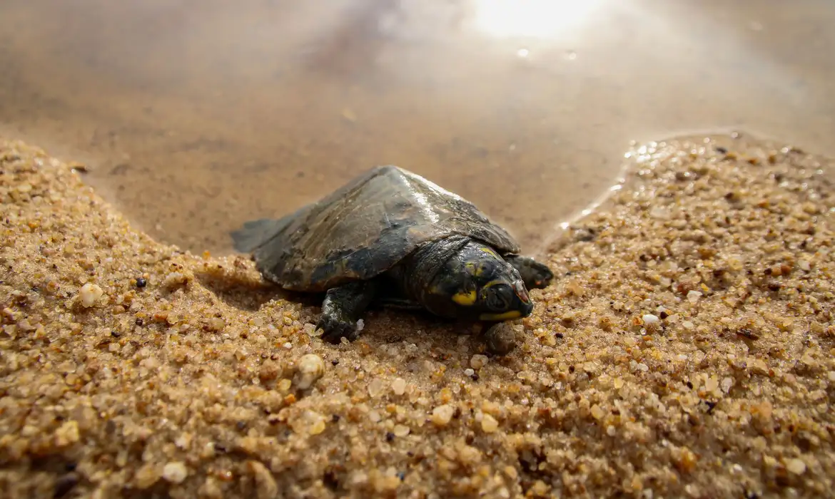 tartarugas