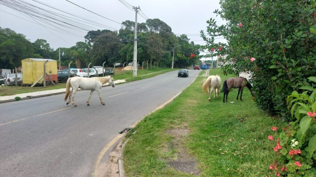 animais na rua araucaria