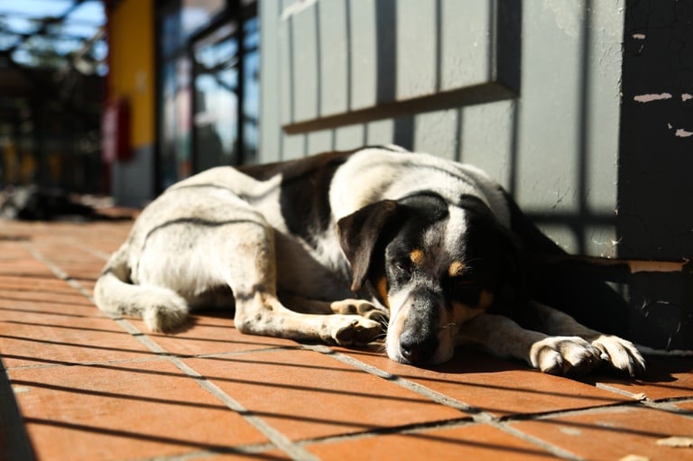 pet