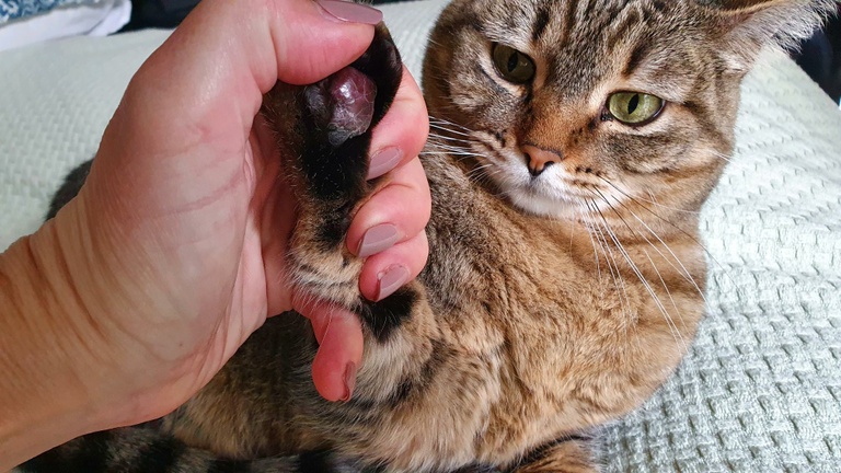 pets