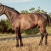 Portrait of bay horse in summer on the field