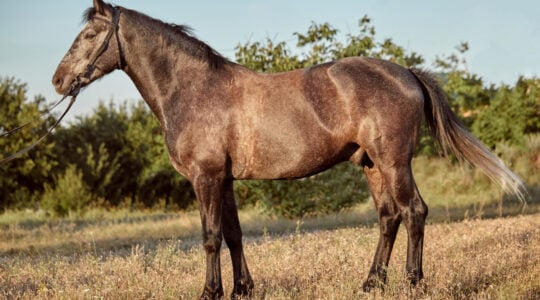 Portrait of bay horse in summer on the field