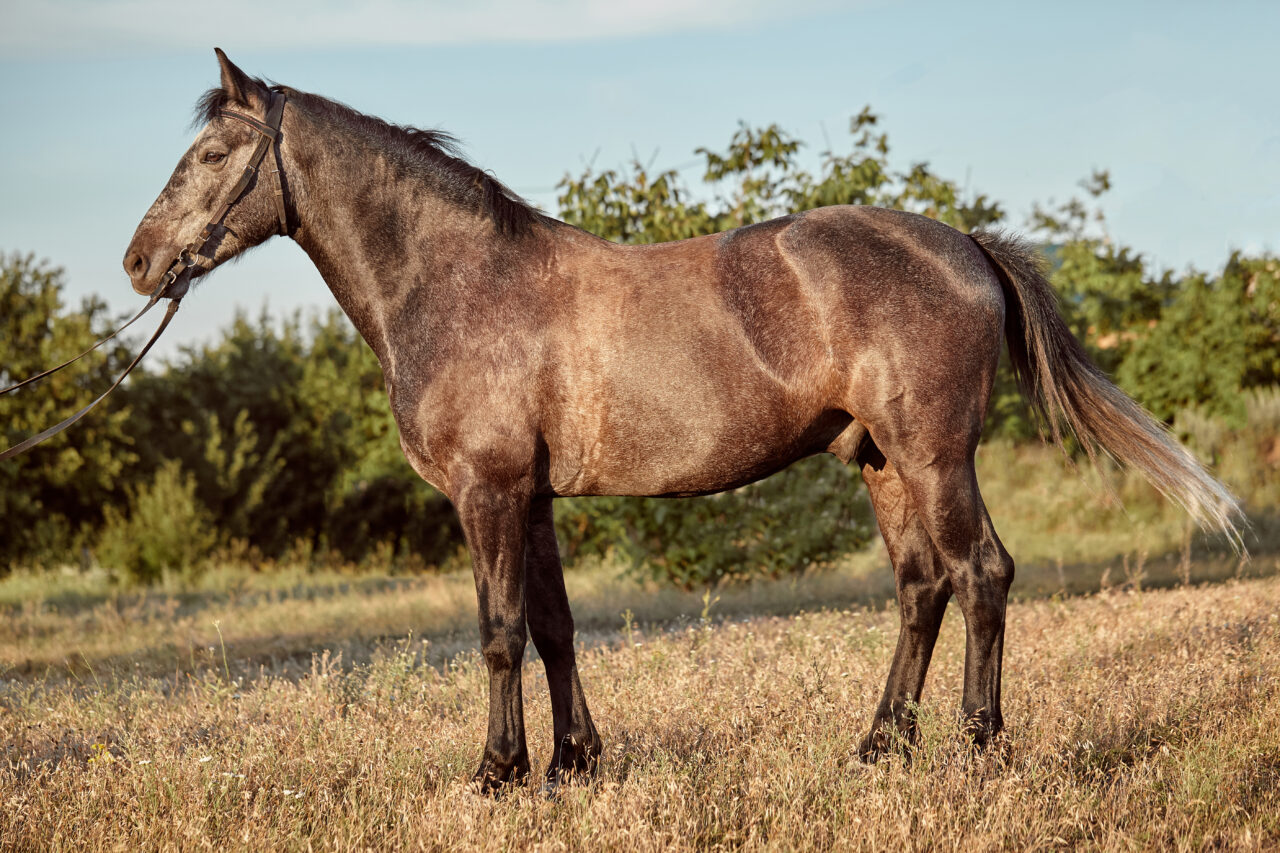 Portrait of bay horse in summer on the field