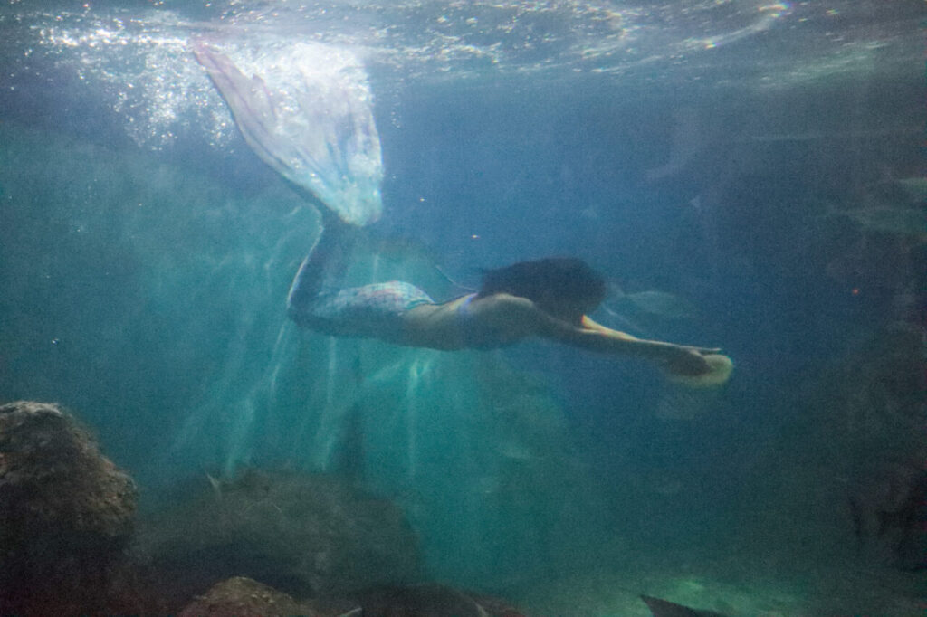 Aquario Paranagua