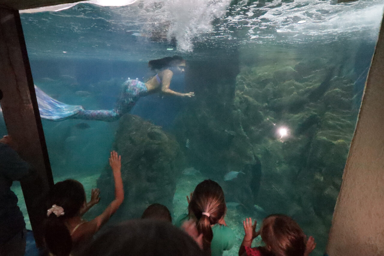 Aquario Paranagua