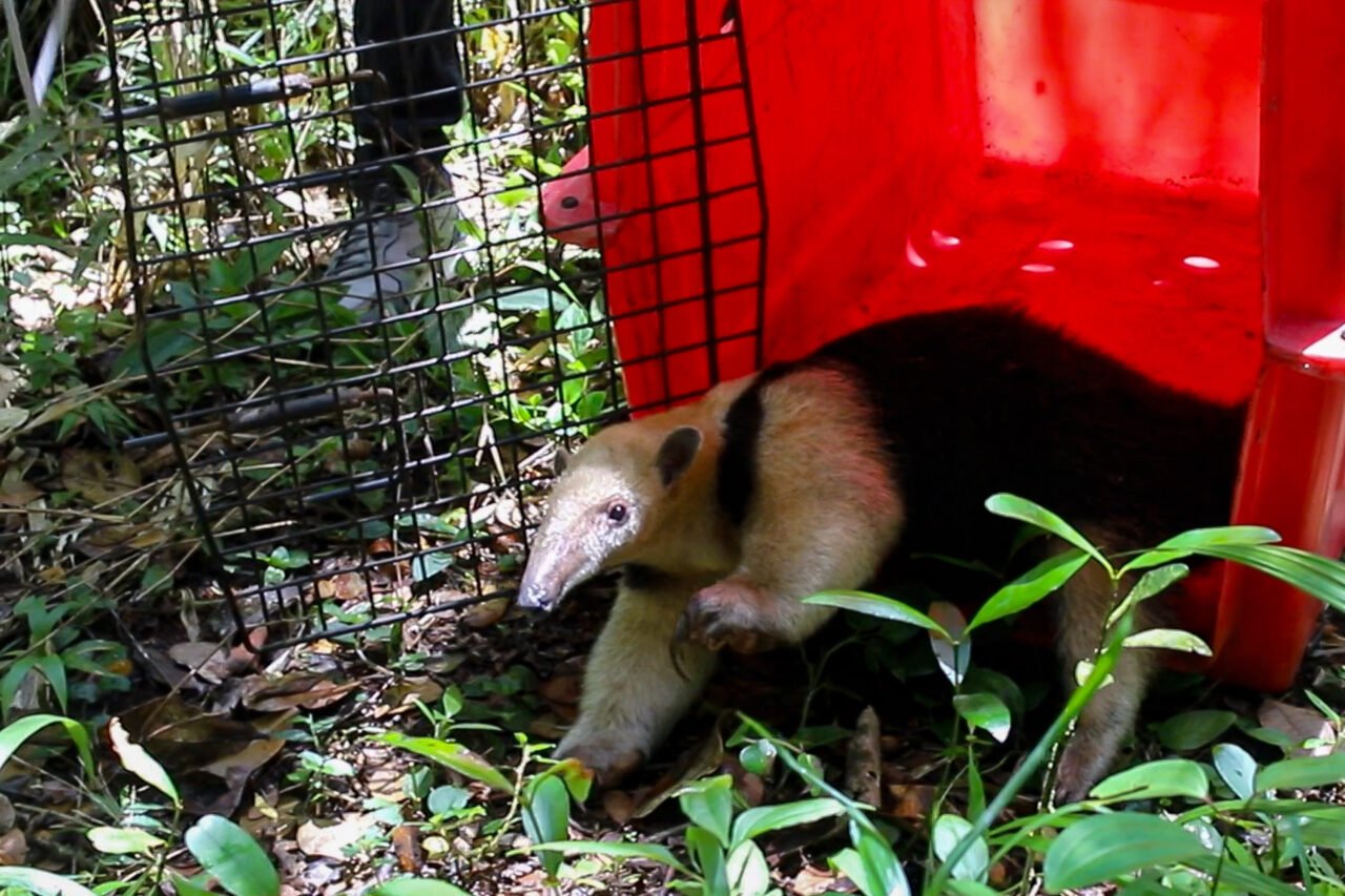 tamandua mirim