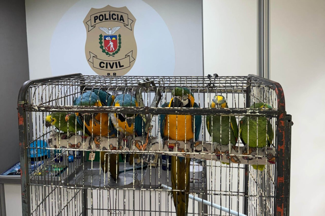 PCPR resgata seis aves vítimas do tráfico de animais em Curitiba