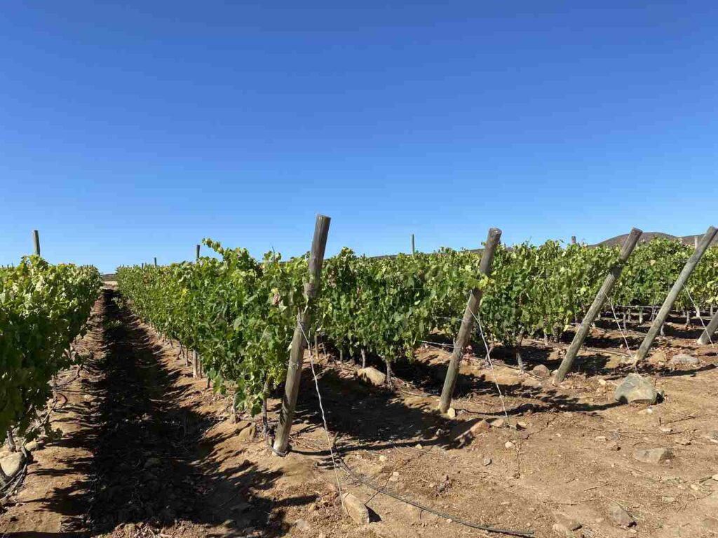 Campo_Limari_34 – Foto Ricardo Baettig_Easy-Resize.com