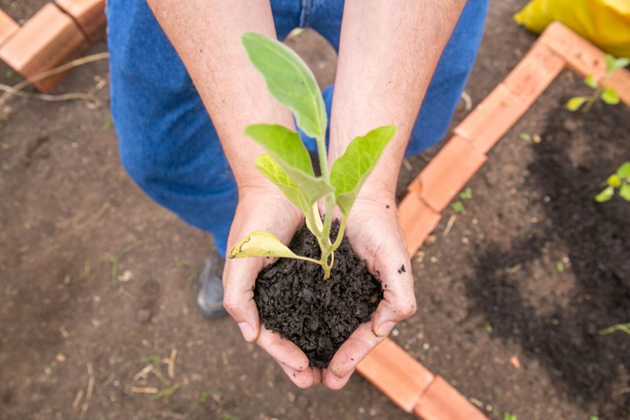Cultivar Energia – Horta São José dos Pinhais (3)