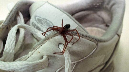 aranha marrom