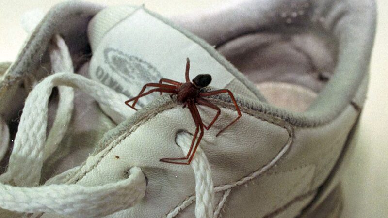 aranha marrom