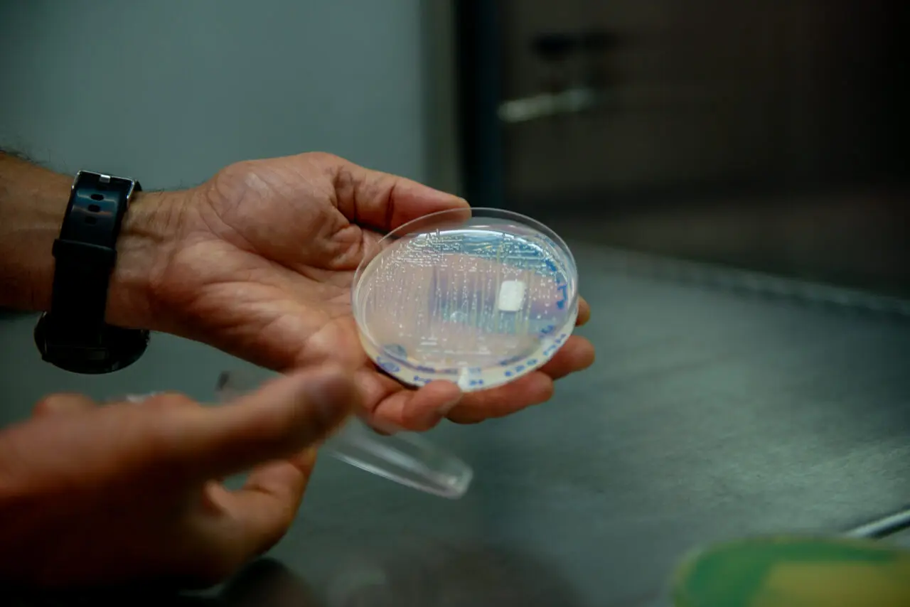 bacterias_fixadoras_Foto_Marcos_Solivan-8