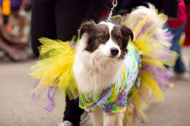 cachorro-carnaval