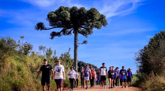 caminhada araucária