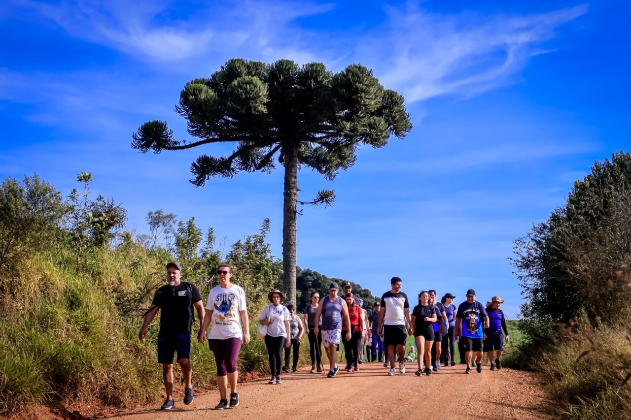 caminhada araucária