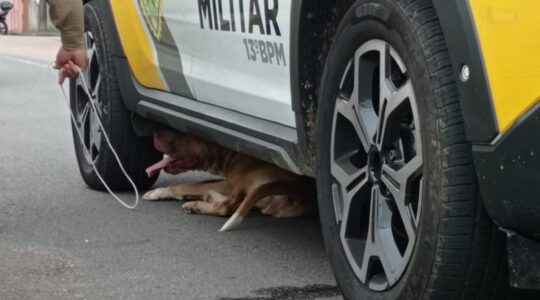 captura de pitbull