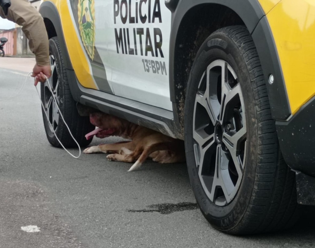 captura de pitbull