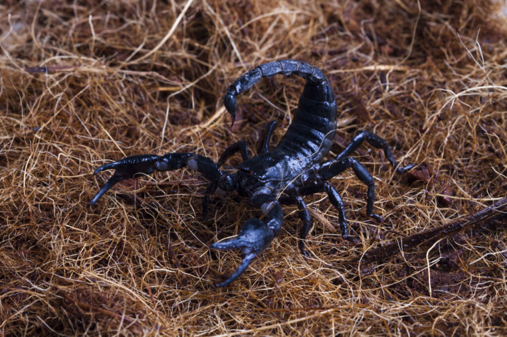male-scorpion-goes-straw-scorpion-attacks