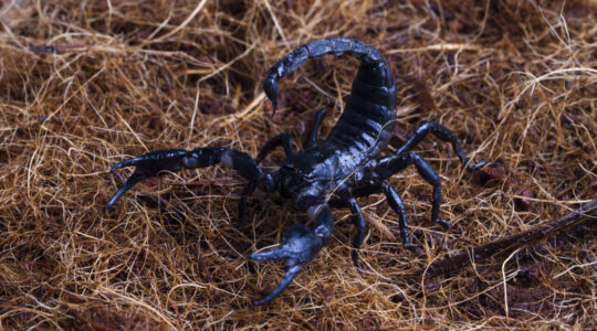 male-scorpion-goes-straw-scorpion-attacks