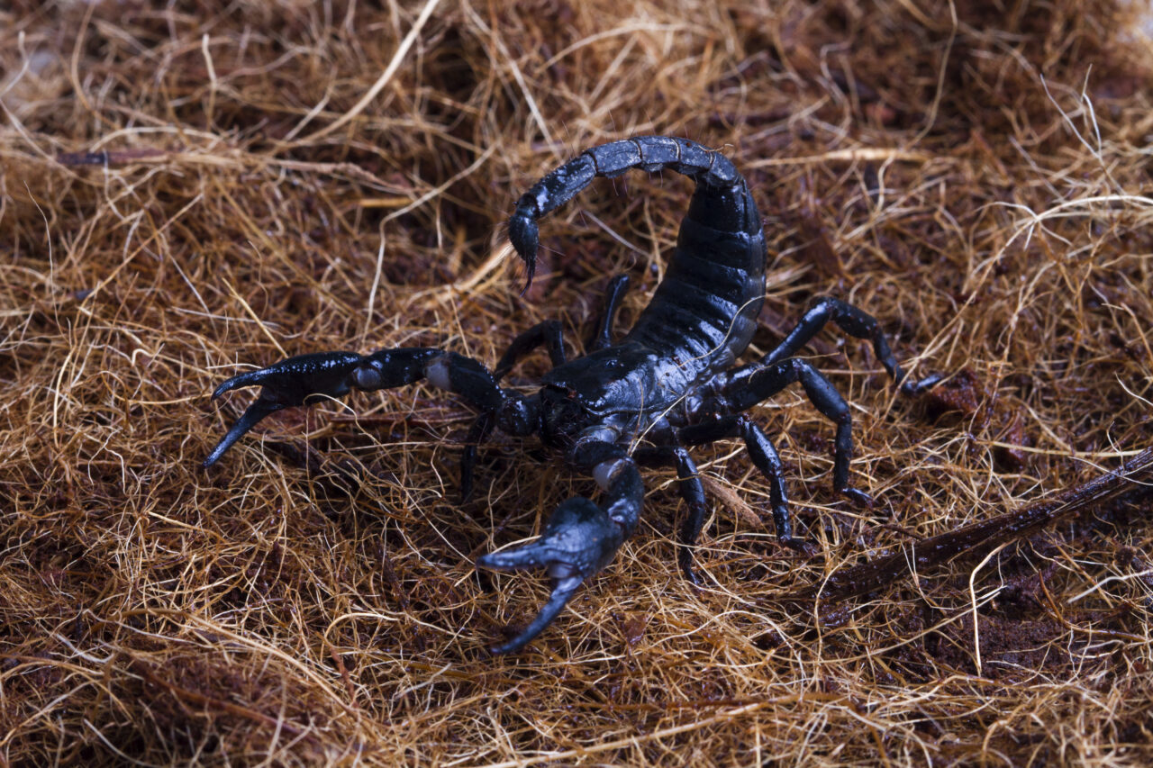 male-scorpion-goes-straw-scorpion-attacks