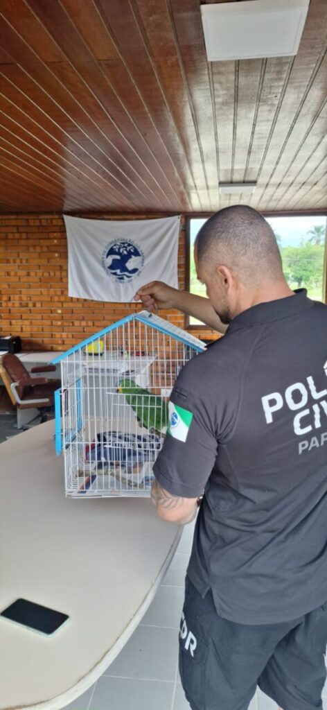 papagaio