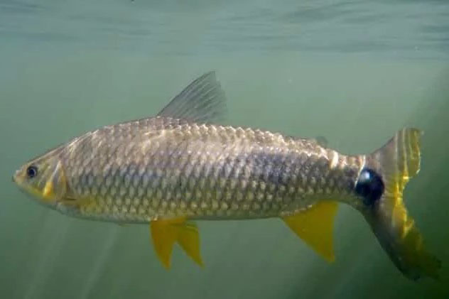 peixe