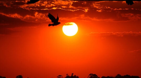 Dia do Sol em Curitiba.
Foto: José Fernando Ogura