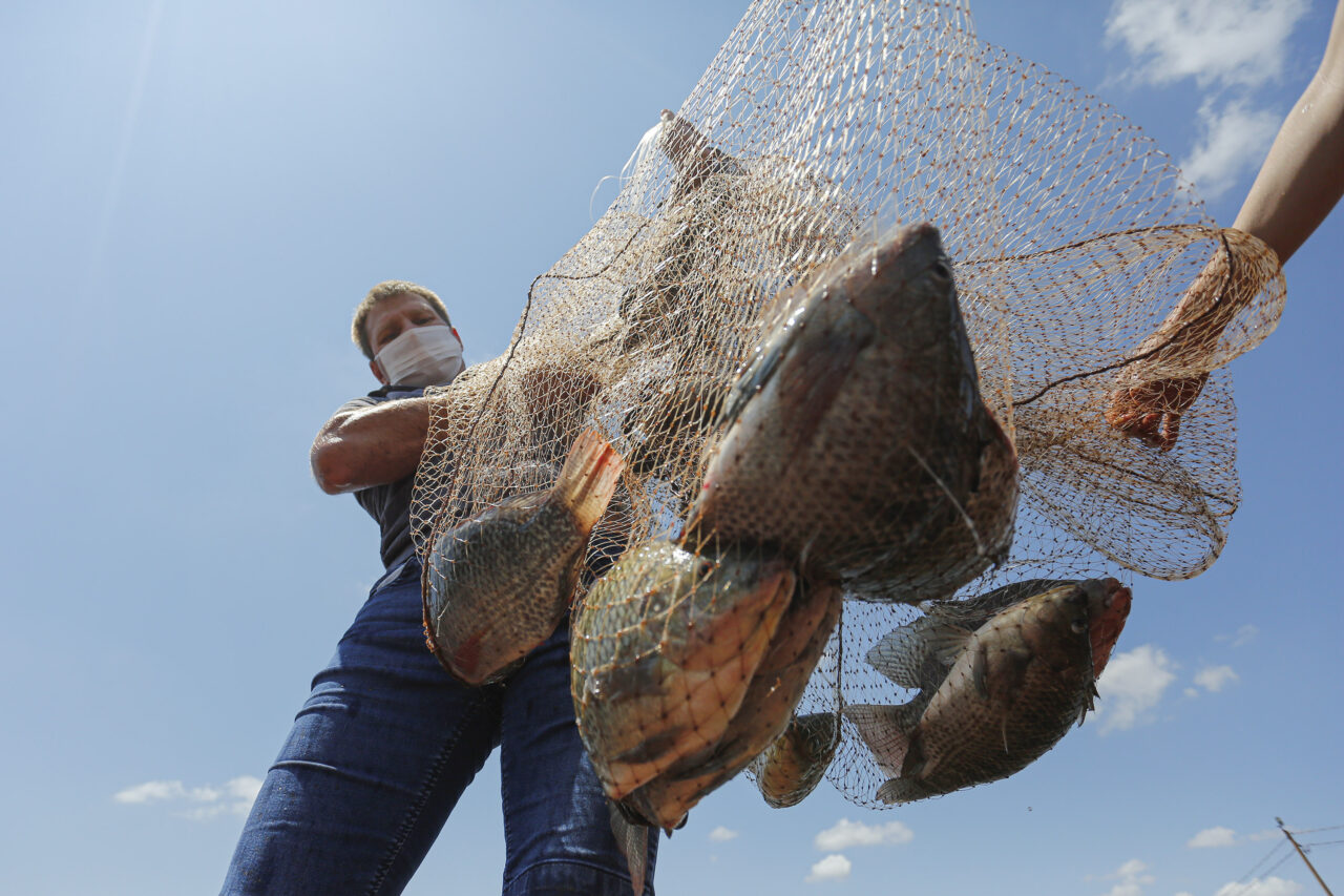 tilapia_maripa_rosimar_marquardt_1
