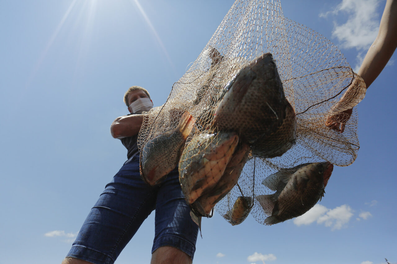tilapia_maripa_rosimar_marquardt_2
