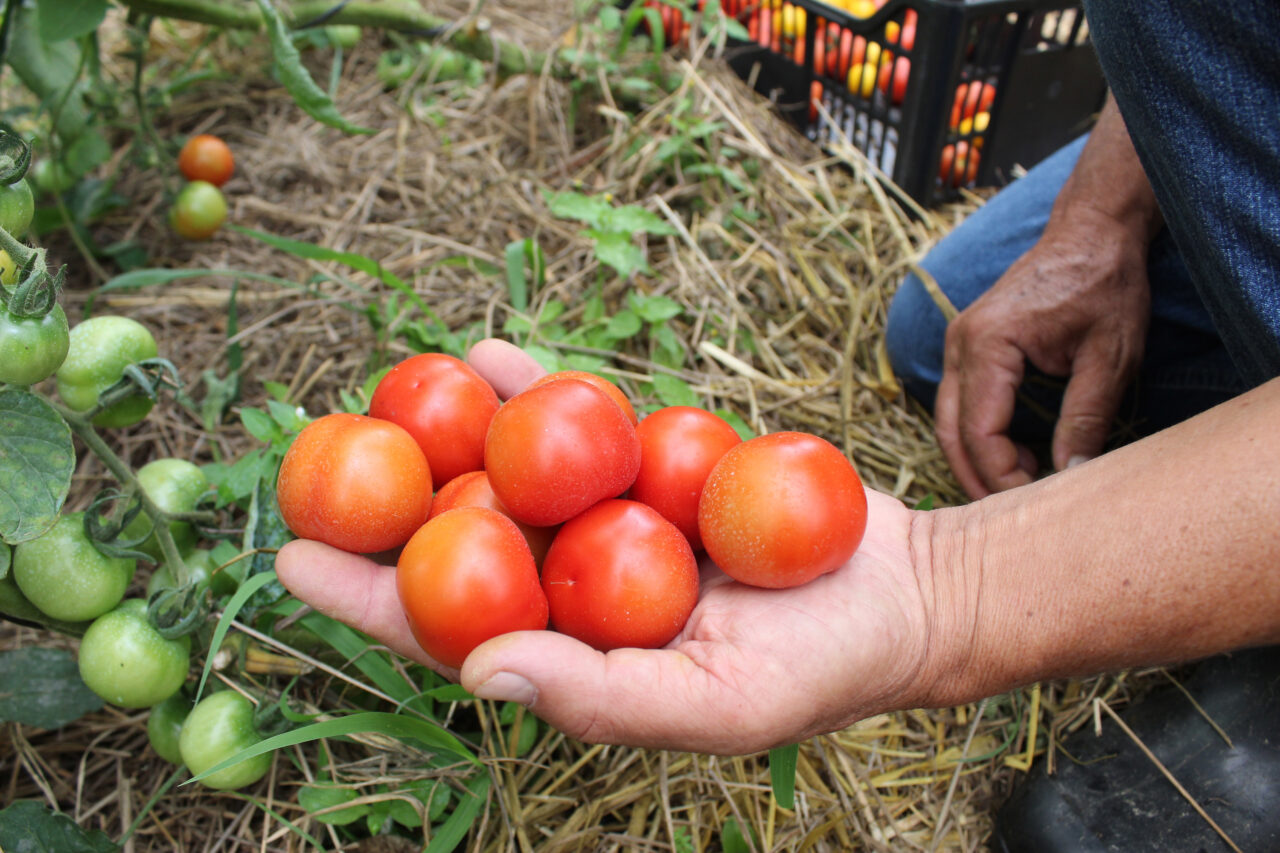 tomate