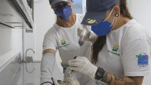 veterinario