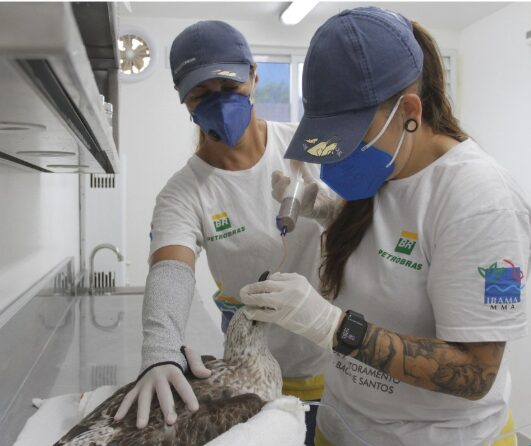 veterinario