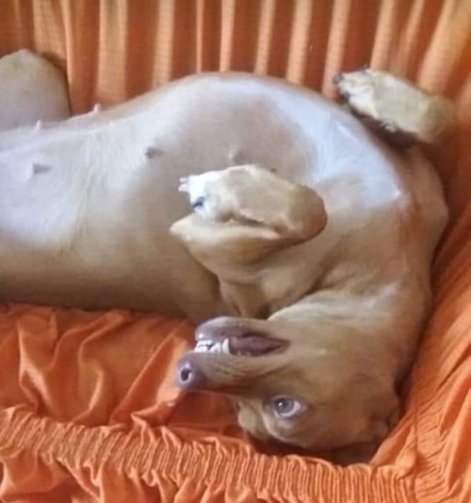 Cão ilustração