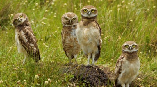Captura de tela 2025-03-20 172738 aves