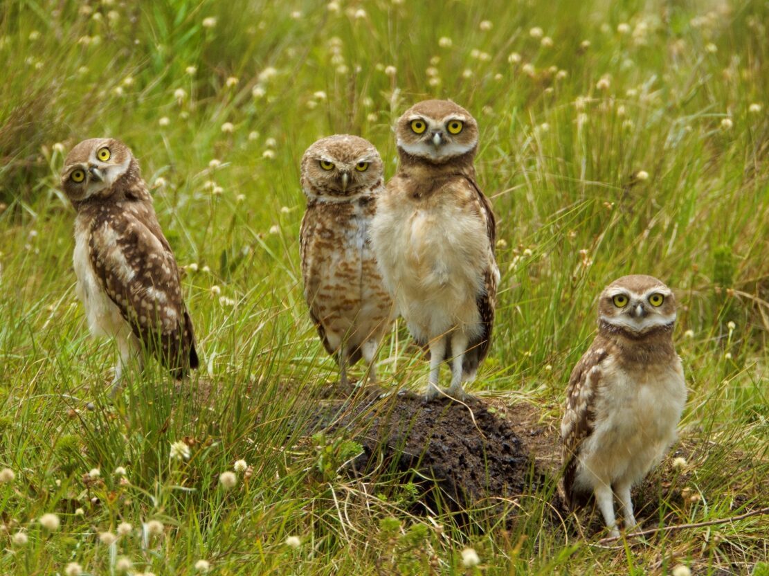 Captura de tela 2025-03-20 172738 aves