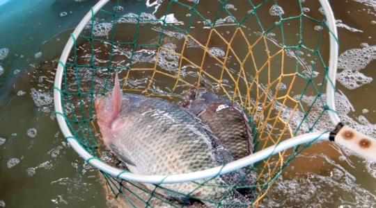 Feira-do-Peixe-Vivo-neutra-Emerson-Dias-1