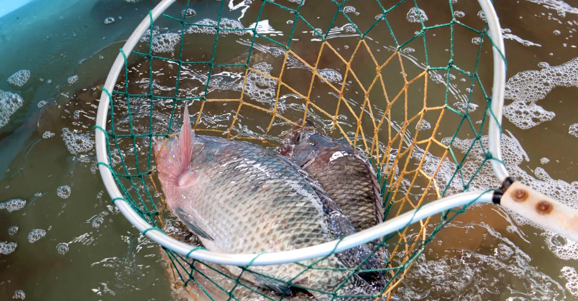 Feira-do-Peixe-Vivo-neutra-Emerson-Dias-1