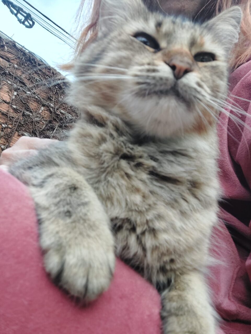 Gato ilustração