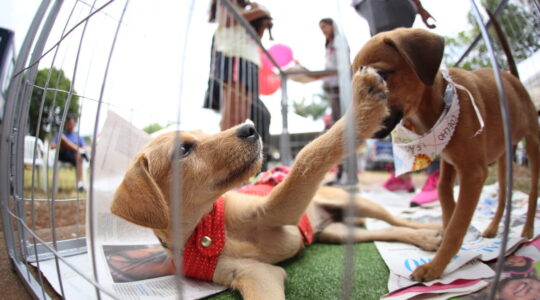 animais maringá