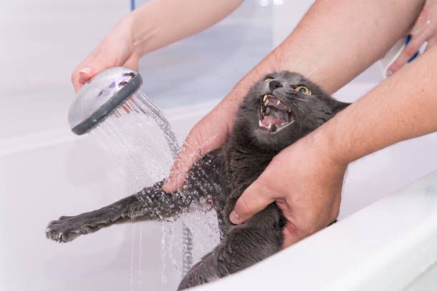 banho-em-gatos
