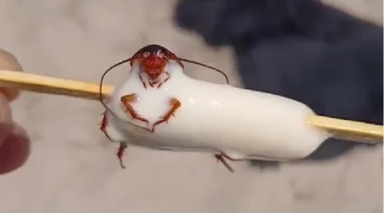barata picole