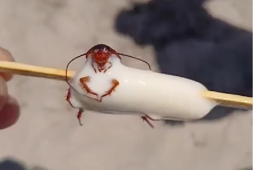 barata picole