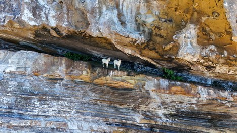 cabras
