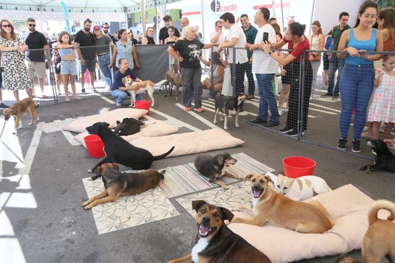 cães